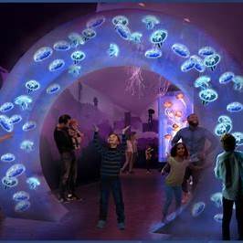 Niños y adultos interactúan con medusas luna dentro de un túnel iluminado en tonos azules, parte de la exhibición inmersiva “Jewels of the Sea” en SeaWorld San Diego.